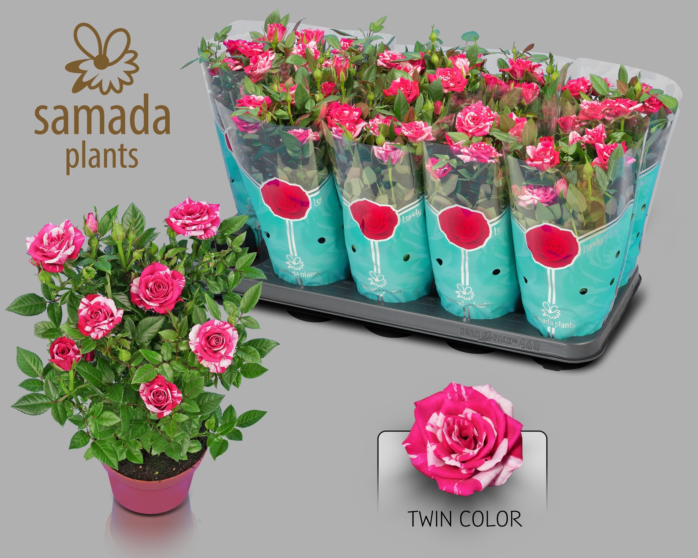 Горшечные цветы и растения оптом Ro Twin Color от 10шт из Голландии с доставкой по России