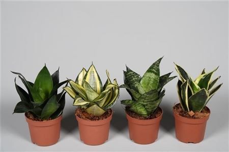 Горшечные цветы и растения оптом Sansevieria Silver Flame 9 Cm (deco от 18шт (для телеги) из Голландии с доставкой по России