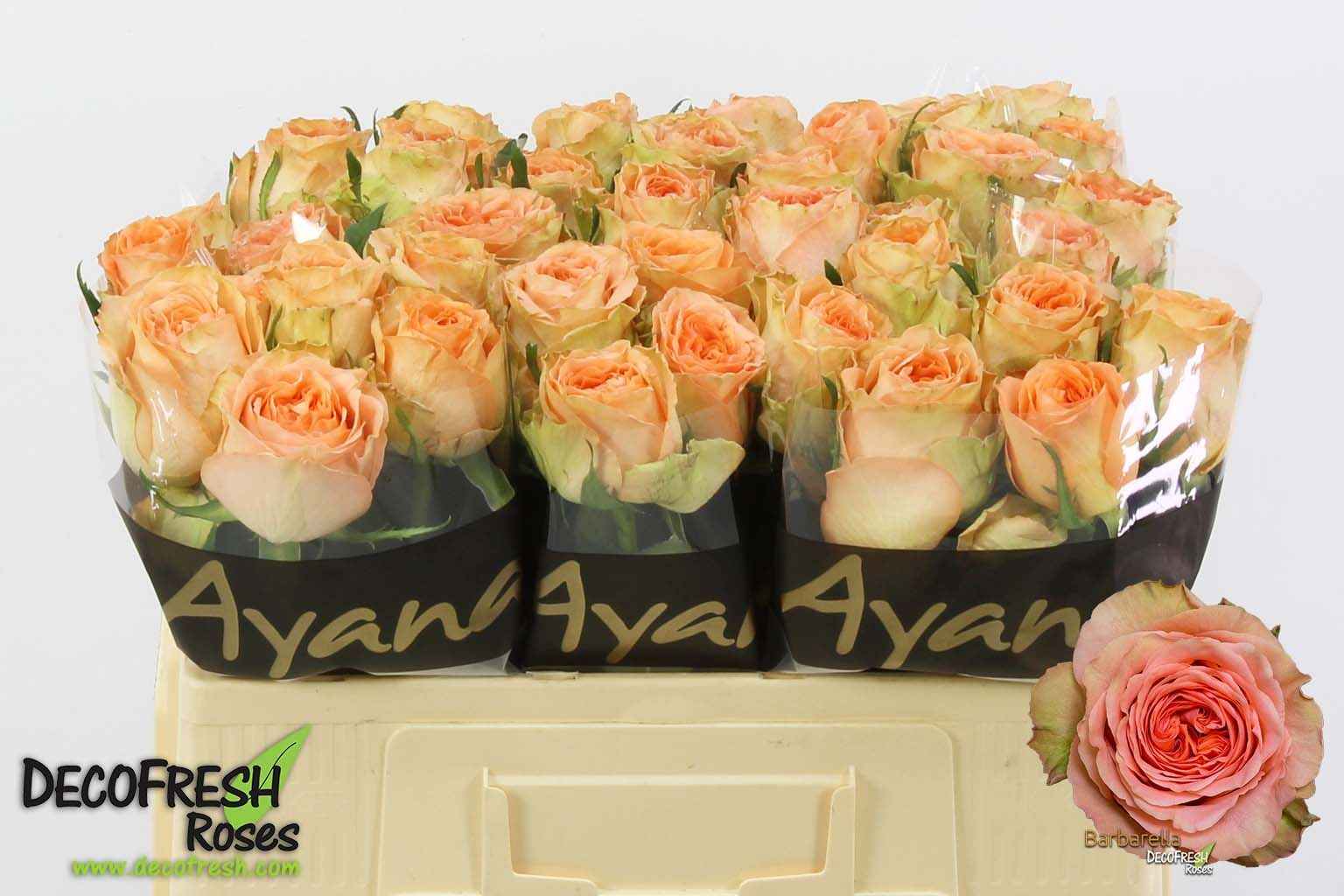 Срезанные цветы оптом Rosa la barbarella от 50шт из Голландии с доставкой по России