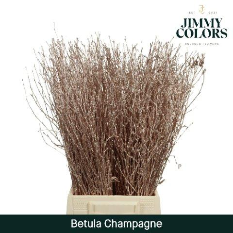 Срезанные цветы оптом Betula paint champagne от 20шт из Голландии с доставкой по России