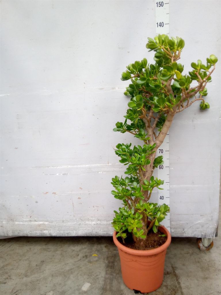 Горшечные цветы и растения оптом Crassula Ovata от 1шт из Голландии с доставкой по России