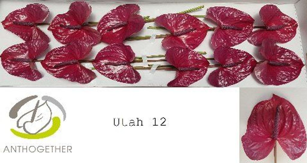 Срезанные цветы оптом Anthurium utah от 40шт. из Голландии с доставкой по России