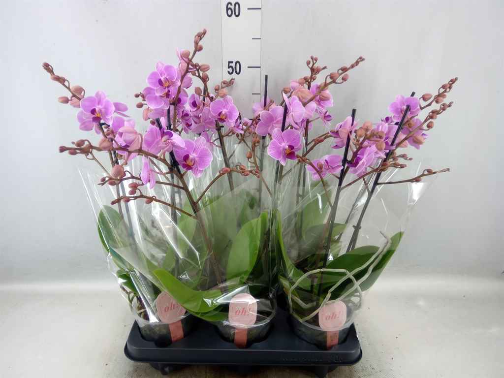 Горшечные цветы и растения оптом Phalaenopsis Multi.   ...rose от 6шт из Голландии с доставкой по России