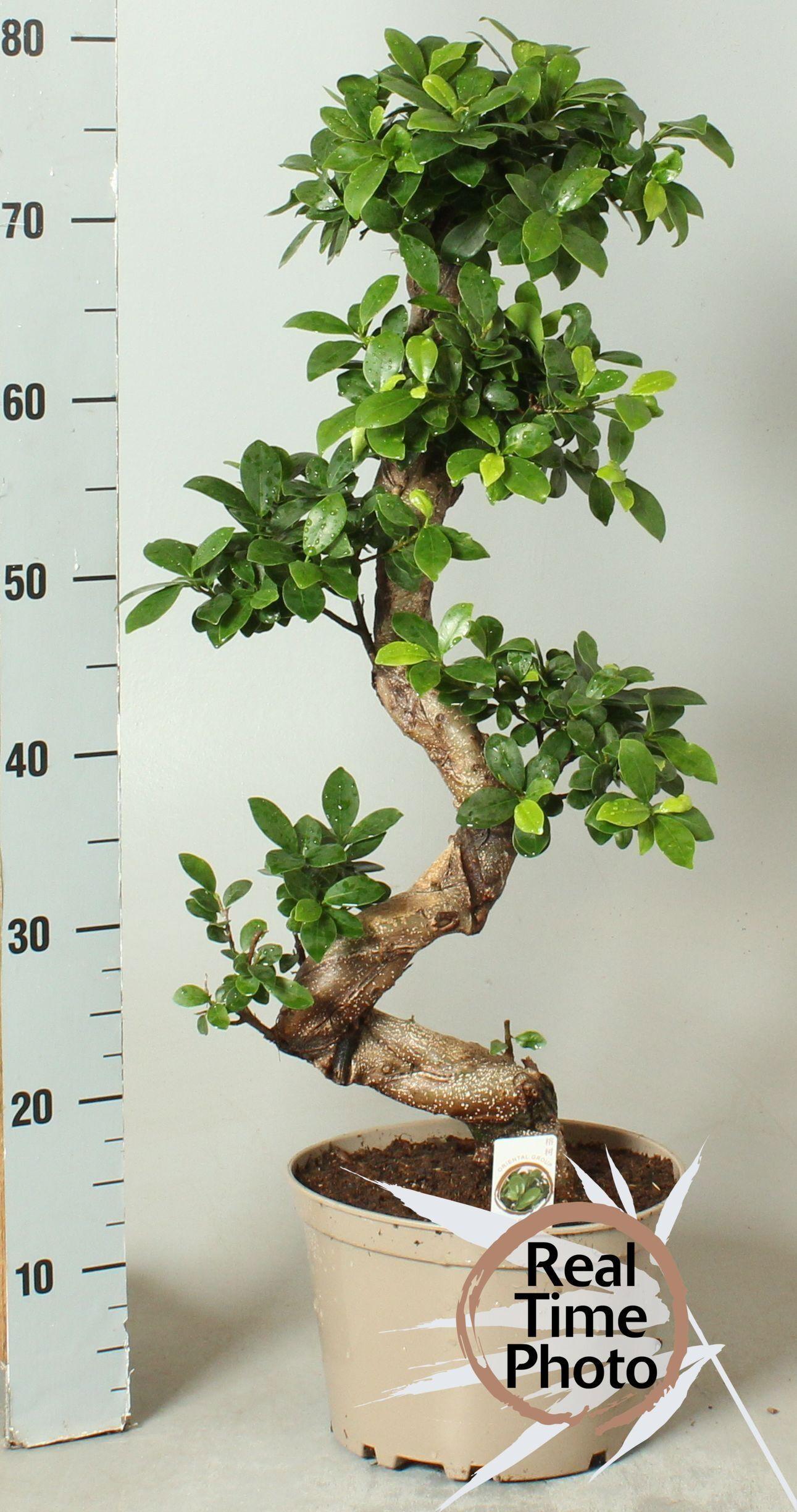 Горшечные цветы и растения оптом Ficus Ginseng  S-shape от 1шт из Голландии с доставкой по России