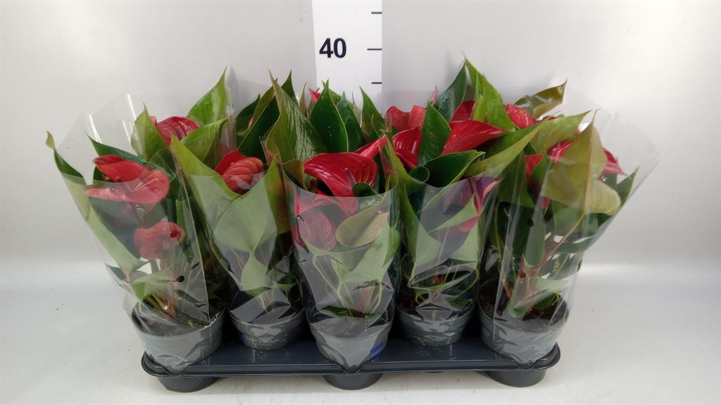 Горшечные цветы и растения оптом Anthurium Picanta Red от 10шт из Голландии с доставкой по России