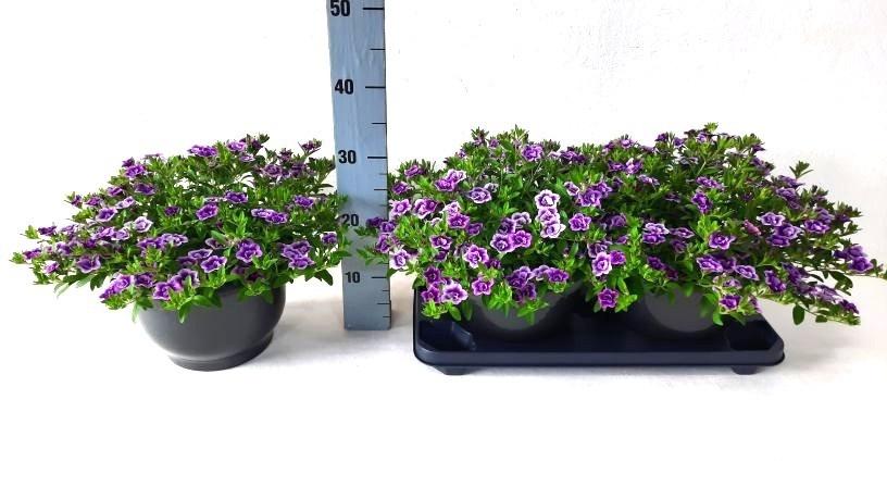 Горшечные цветы и растения оптом Calib Ca Purple Glow от 2шт из Голландии с доставкой по России