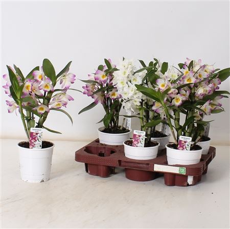 Горшечные цветы и растения оптом Dend Nobile 1-2 Branches * Spring Deal * от 6шт из Голландии с доставкой по России