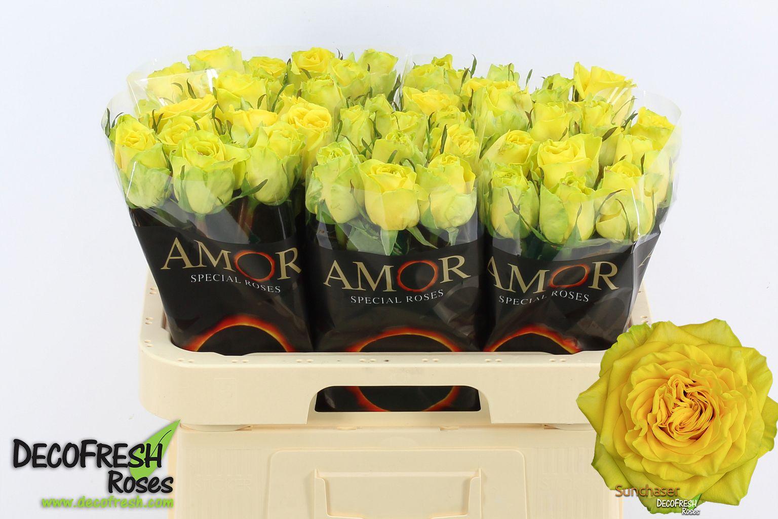 Срезанные цветы оптом Rosa large sunchaser от 60шт из Голландии с доставкой по России