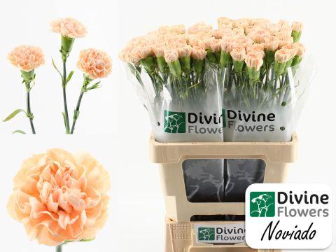 Срезанные цветы оптом Dianthus st noviado от 80шт из Голландии с доставкой по России