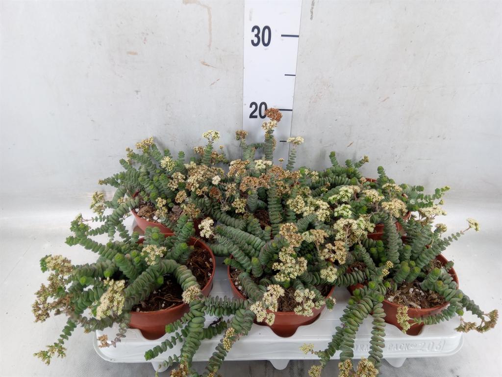 Горшечные цветы и растения оптом Crassula Marnieriana от 6шт из Голландии с доставкой по России