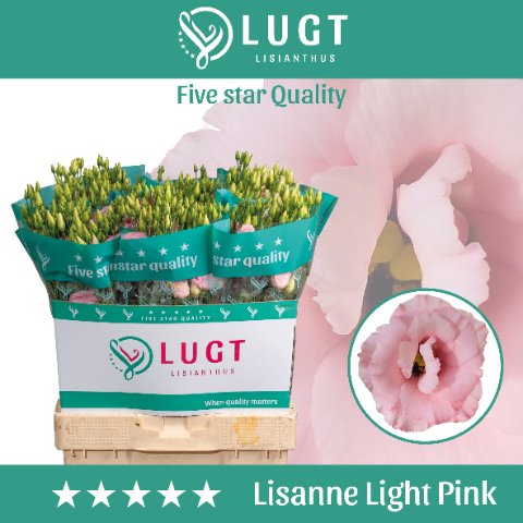 Срезанные цветы оптом Lisianthus do lisanne light pink от 140шт. из Голландии с доставкой по России