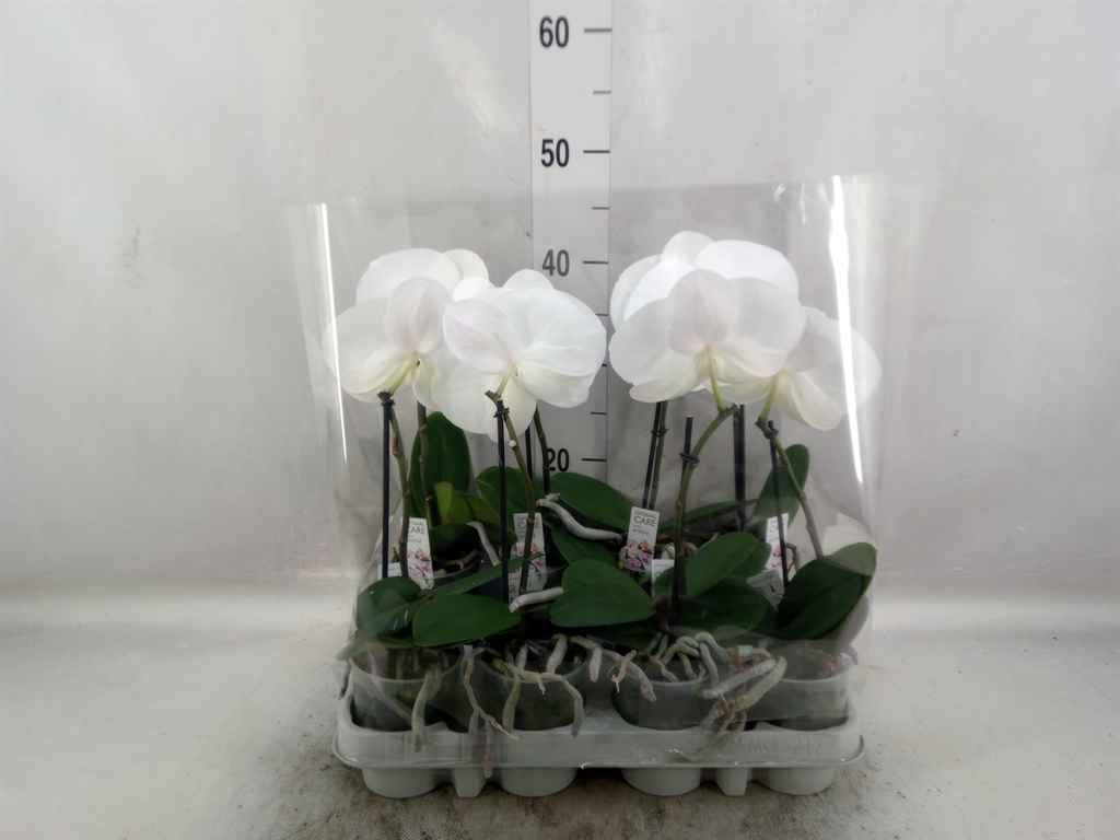 Горшечные цветы и растения оптом Phalaenopsis   ...white от 8шт из Голландии с доставкой по России