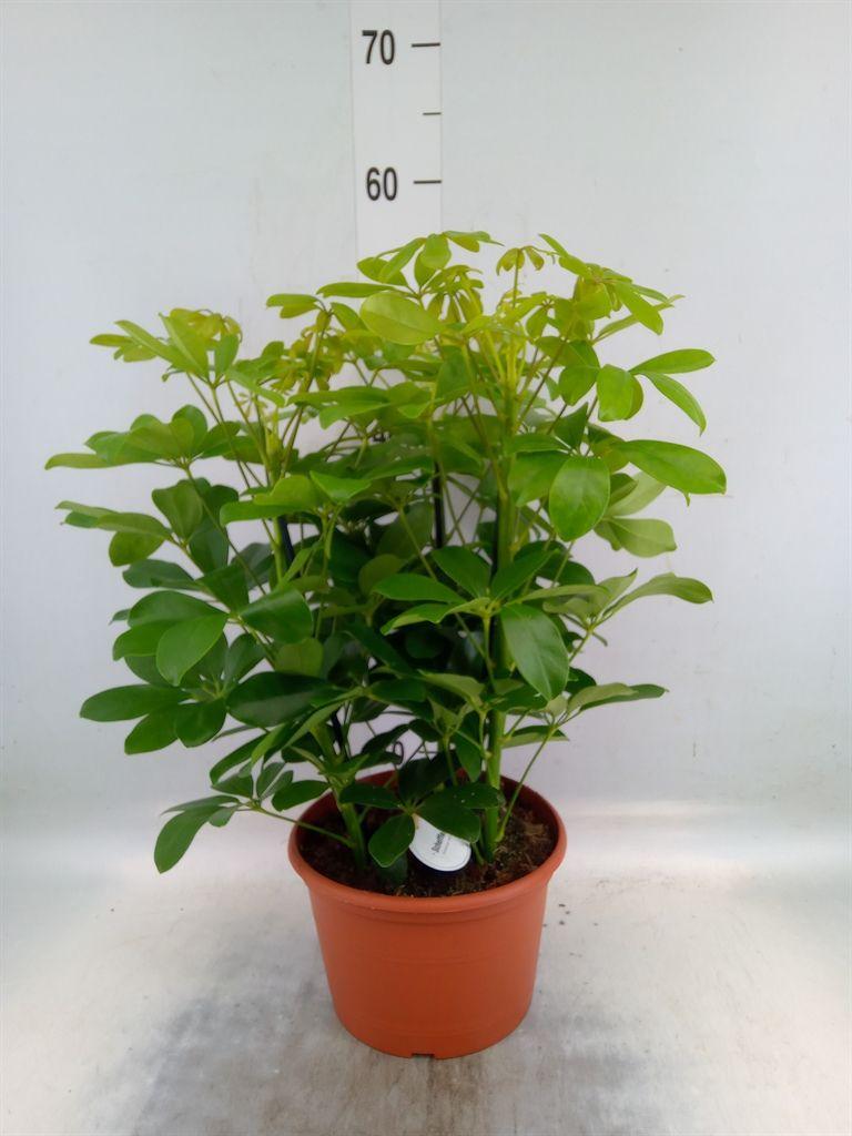 Горшечные цветы и растения оптом Schefflera Nora 3pp от 1шт из Голландии с доставкой по России