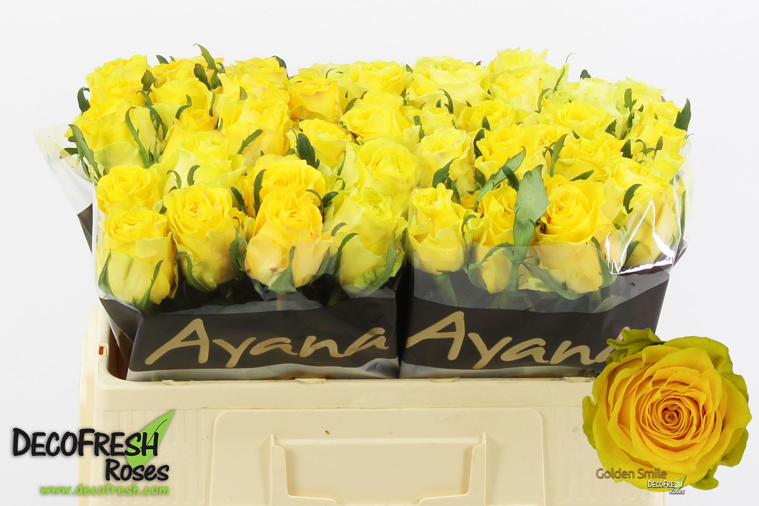 Срезанные цветы оптом Rosa large golden smile от 50шт. из Голландии с доставкой по России
