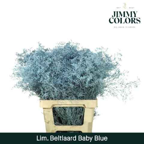 Срезанные цветы оптом Limonium paint blue baby от 50шт из Голландии с доставкой по России