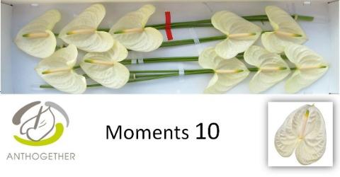 Срезанные цветы оптом Anthurium moments от 10шт из Голландии с доставкой по России