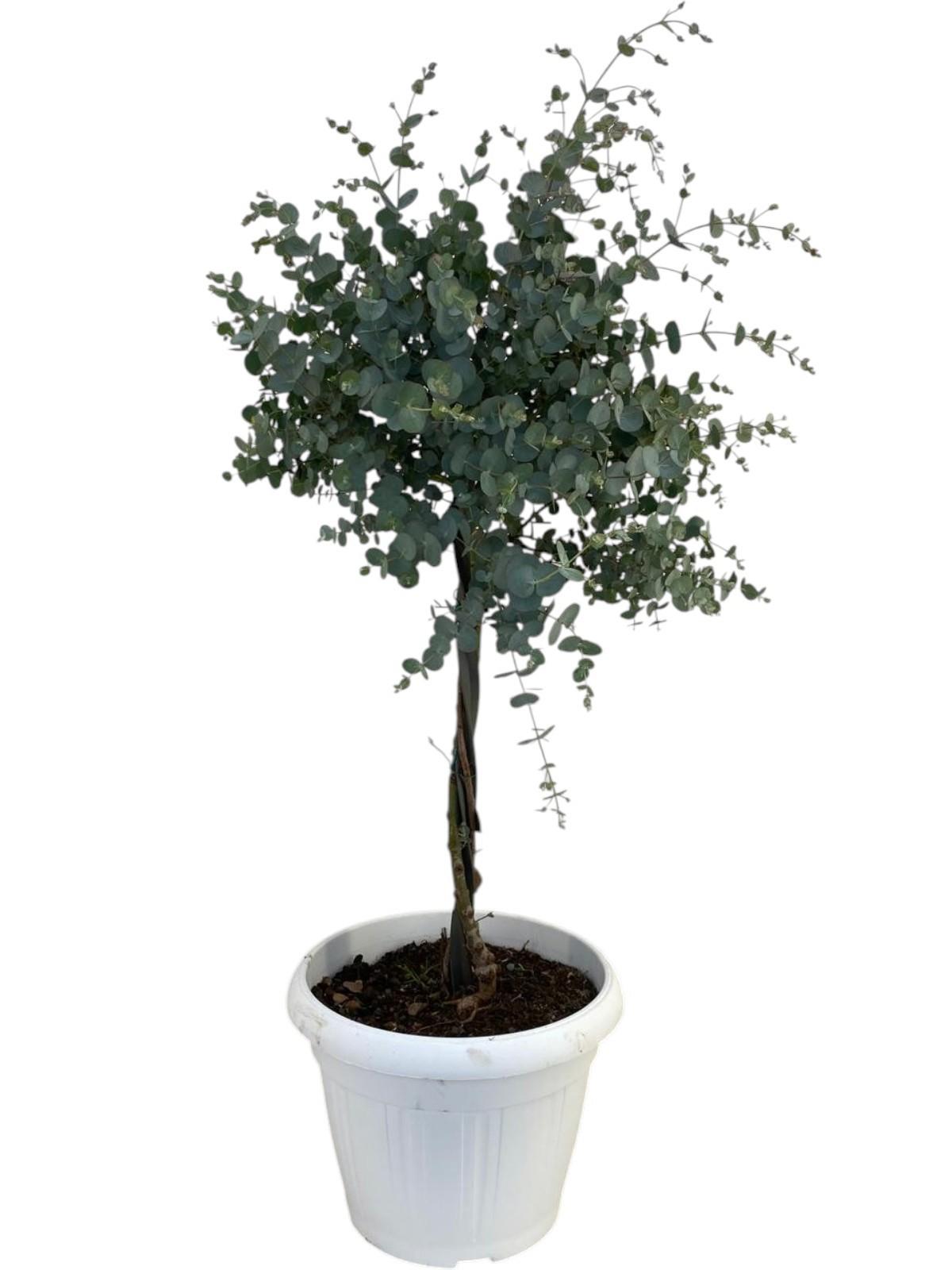 Горшечные цветы и растения оптом Eucalyptus Gunnii Op Stam spiral от 1шт из Голландии с доставкой по России