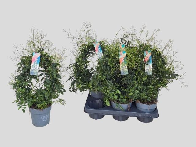 Горшечные цветы и растения оптом Jasminum Bow 300+ от 6шт из Голландии с доставкой по России