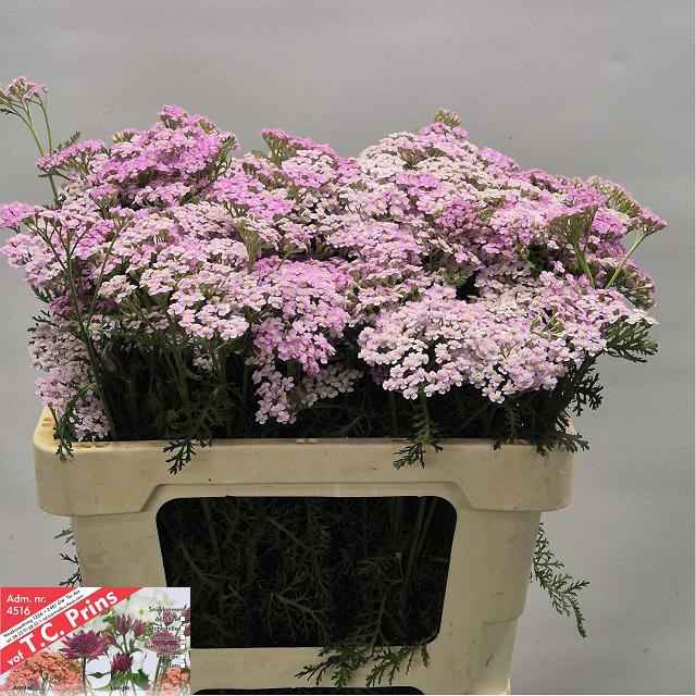 Срезанные цветы оптом Achillea lilac beauty от 60шт из Голландии с доставкой по России