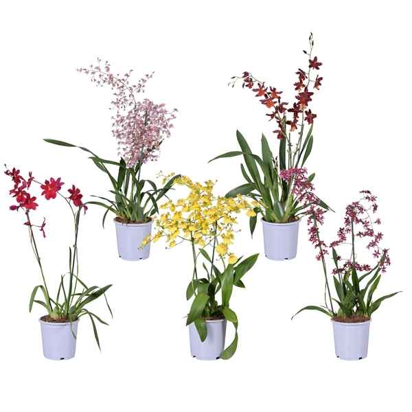 Горшечные цветы и растения оптом Orchid 2st Mix (morelips) от 6шт из Голландии с доставкой по России