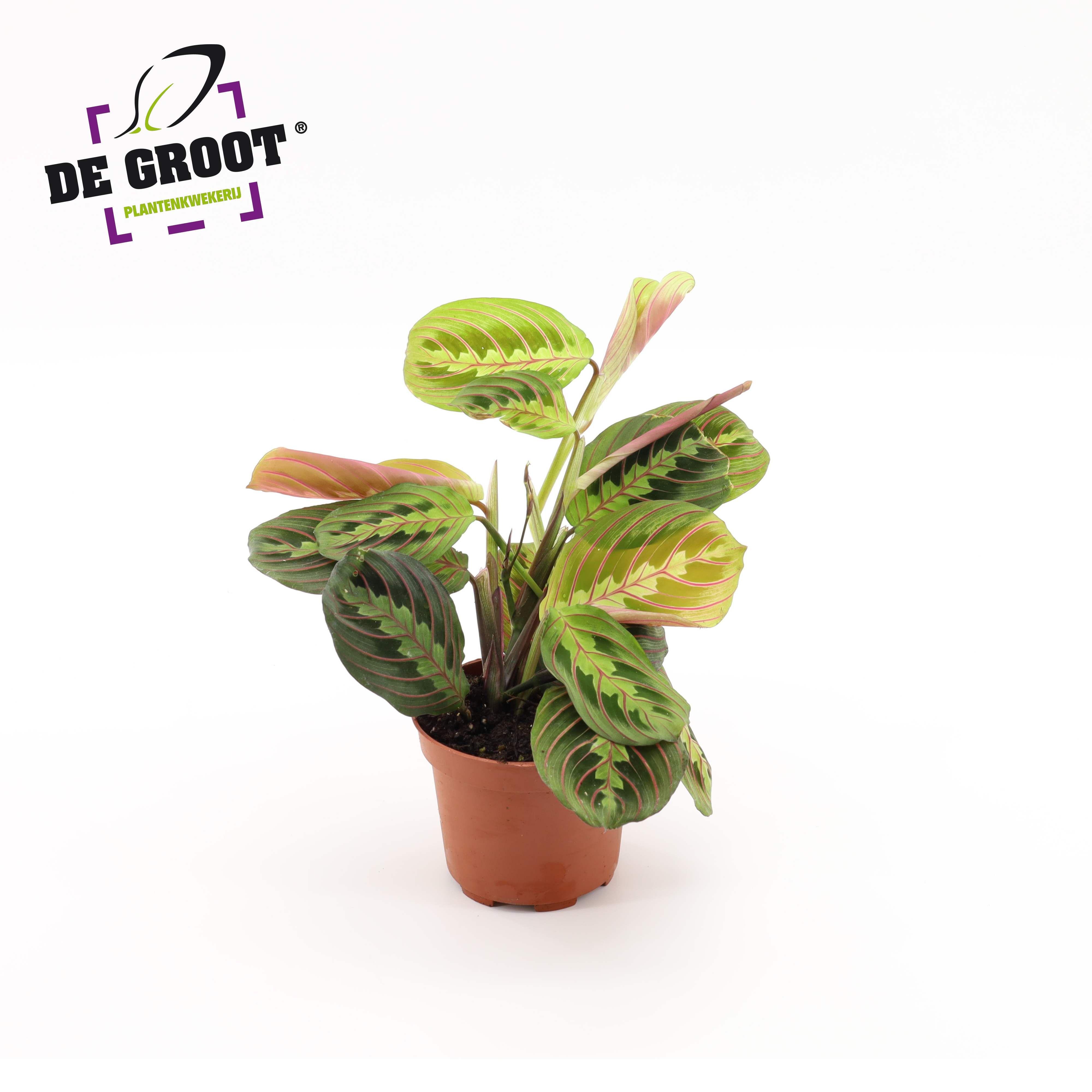 Горшечные цветы и растения оптом Maranta Tricolor от 10шт из Голландии с доставкой по России