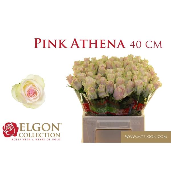 Срезанные цветы оптом Rosa large pink athena от 540шт из Голландии с доставкой по России