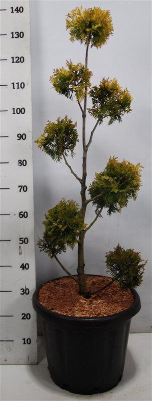 Горшечные цветы и растения оптом Thuja Occ Yellow Ribbon от 1шт из Голландии с доставкой по России