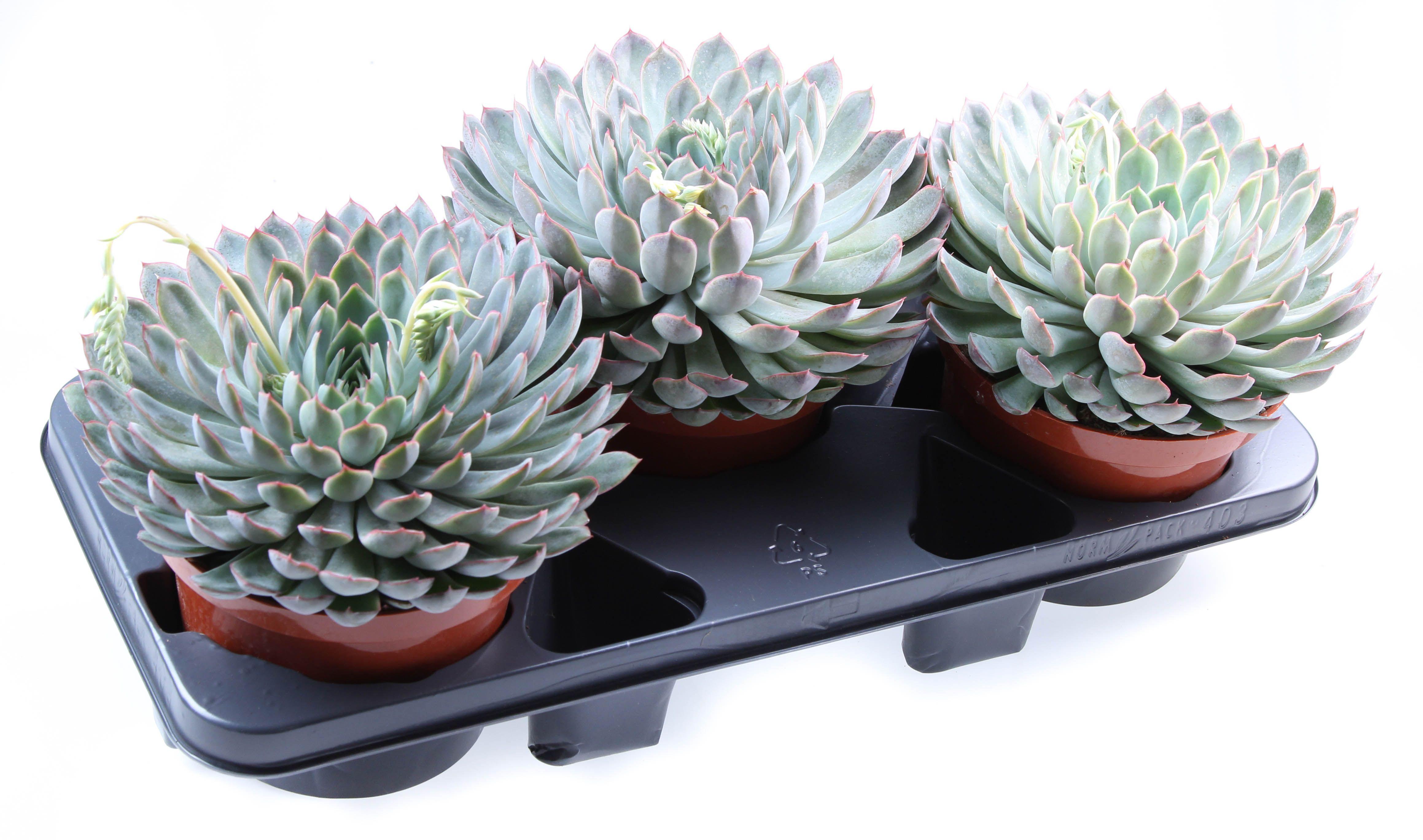 Горшечные цветы и растения оптом Echeveria Mystery Xl от 3шт из Голландии с доставкой по России