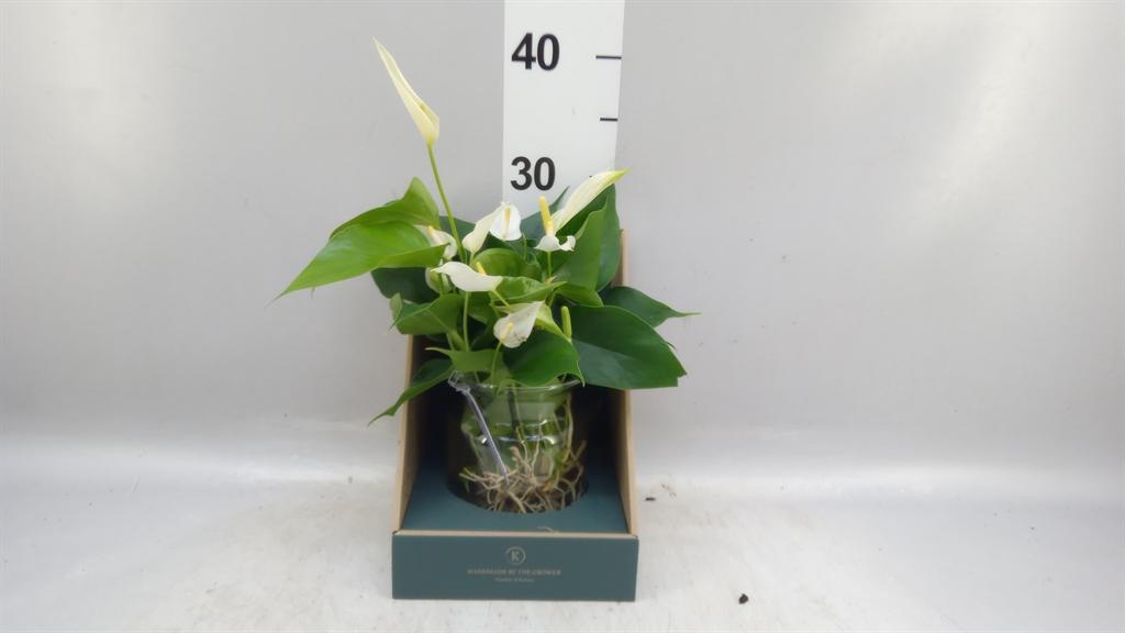 Горшечные цветы и растения оптом Anthurium karma White AA от 1шт из Голландии с доставкой по России