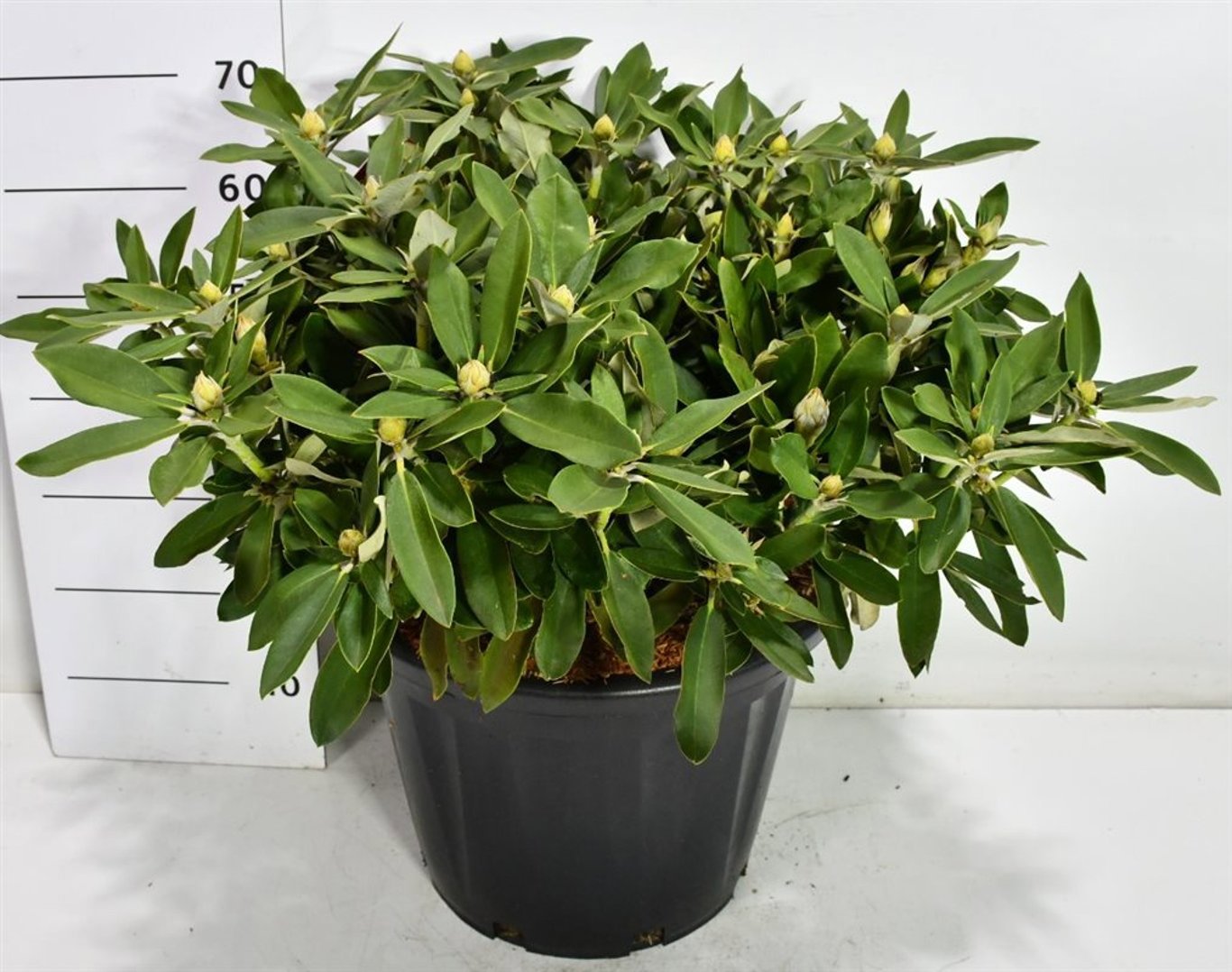 Горшечные цветы и растения оптом Rhododendron Yak. tina Heinje от 1шт из Голландии с доставкой по России