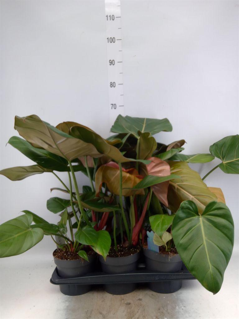 Горшечные цветы и растения оптом Philodendron   ... от 6шт из Голландии с доставкой по России
