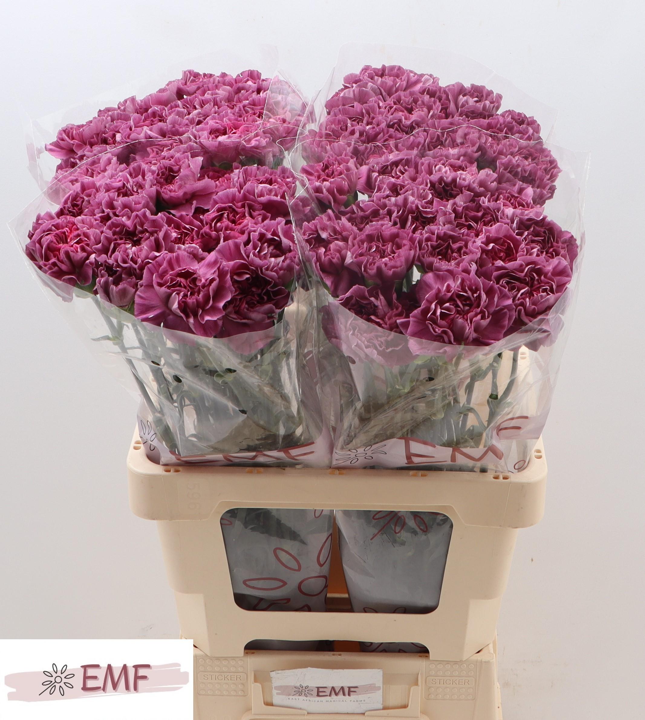 Срезанные цветы оптом Dianthus st mustang от 80шт из Голландии с доставкой по России