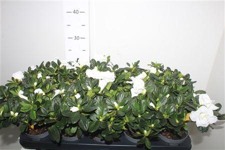 Горшечные цветы и растения оптом Rhodo Si White от 10шт из Голландии с доставкой по России