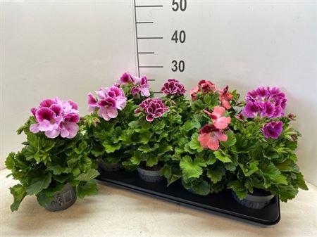 Горшечные цветы и растения оптом Pelg. Bella Donna Mix Tray 12cm от 8шт из Голландии с доставкой по России