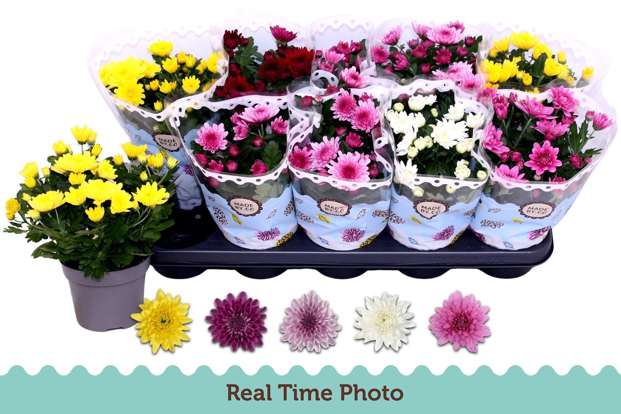 Горшечные цветы и растения оптом Chrys Gevuldbl Gem от 10шт из Голландии с доставкой по России