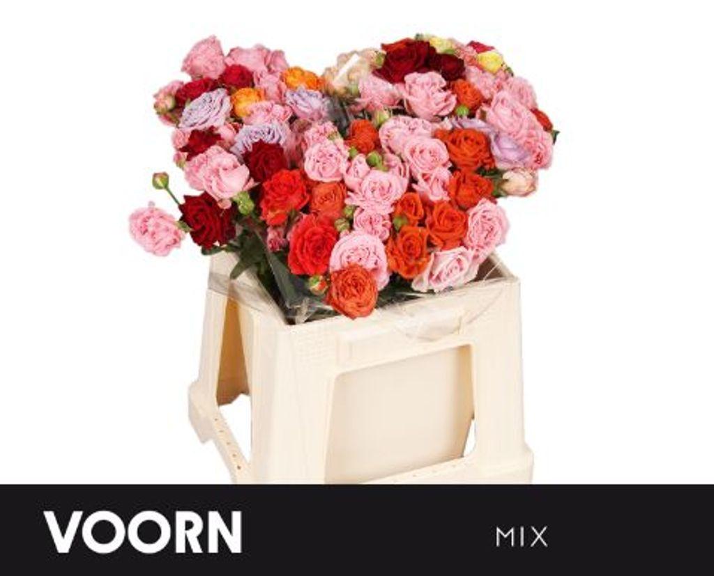 Срезанные цветы оптом Rosa spray mix voorn от 40шт из Голландии с доставкой по России