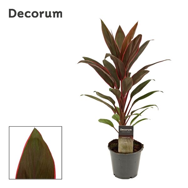 Горшечные цветы и растения оптом Cordyline Rumba (decorum) от 10шт из Голландии с доставкой по России