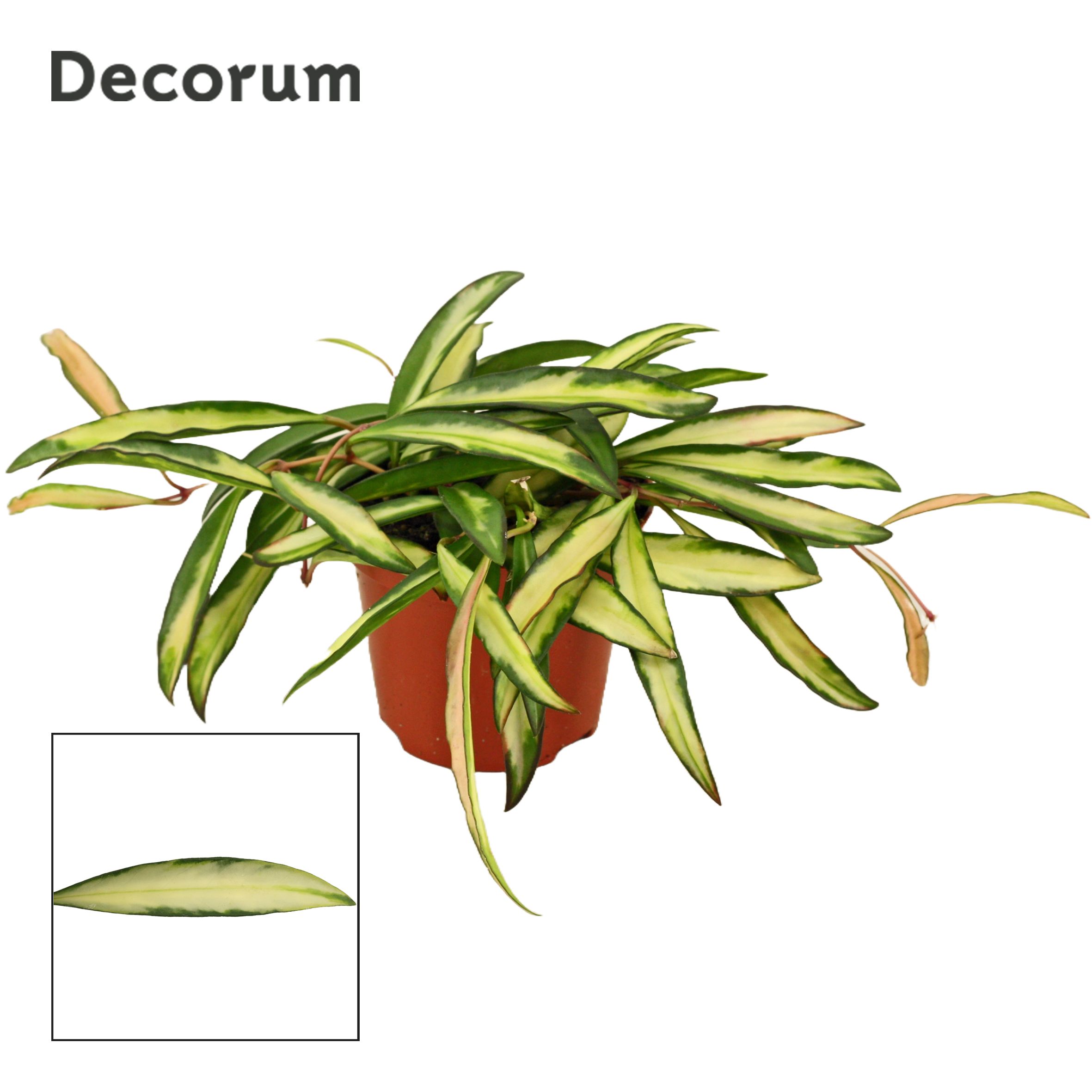 Горшечные цветы и растения оптом Hoya Wayetti Tricolor (decorum) от 18шт (для телеги) из Голландии с доставкой по России