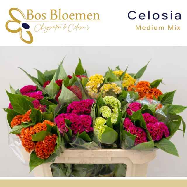 Срезанные цветы оптом Celosia mix от 40шт из Голландии с доставкой по России