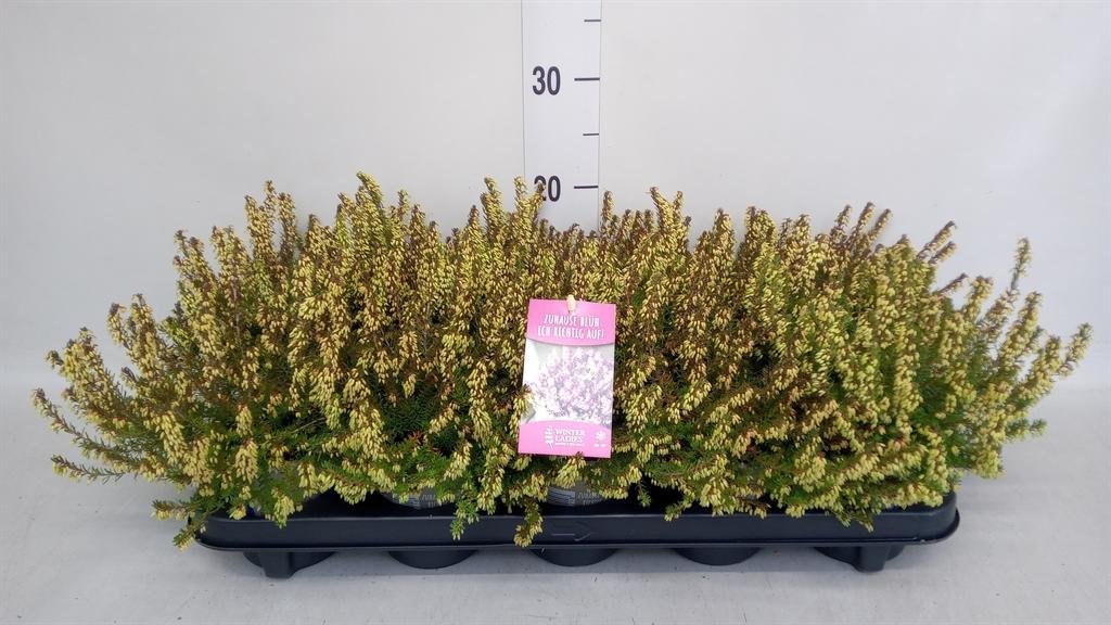 Горшечные цветы и растения оптом Erica Carnea winter Ladies Sarah от 10шт из Голландии с доставкой по России