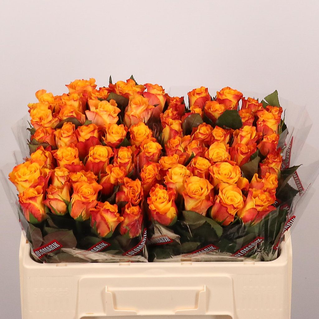 Срезанные цветы оптом Rosa large marie-claire! от 60шт.. из Голландии с доставкой по России