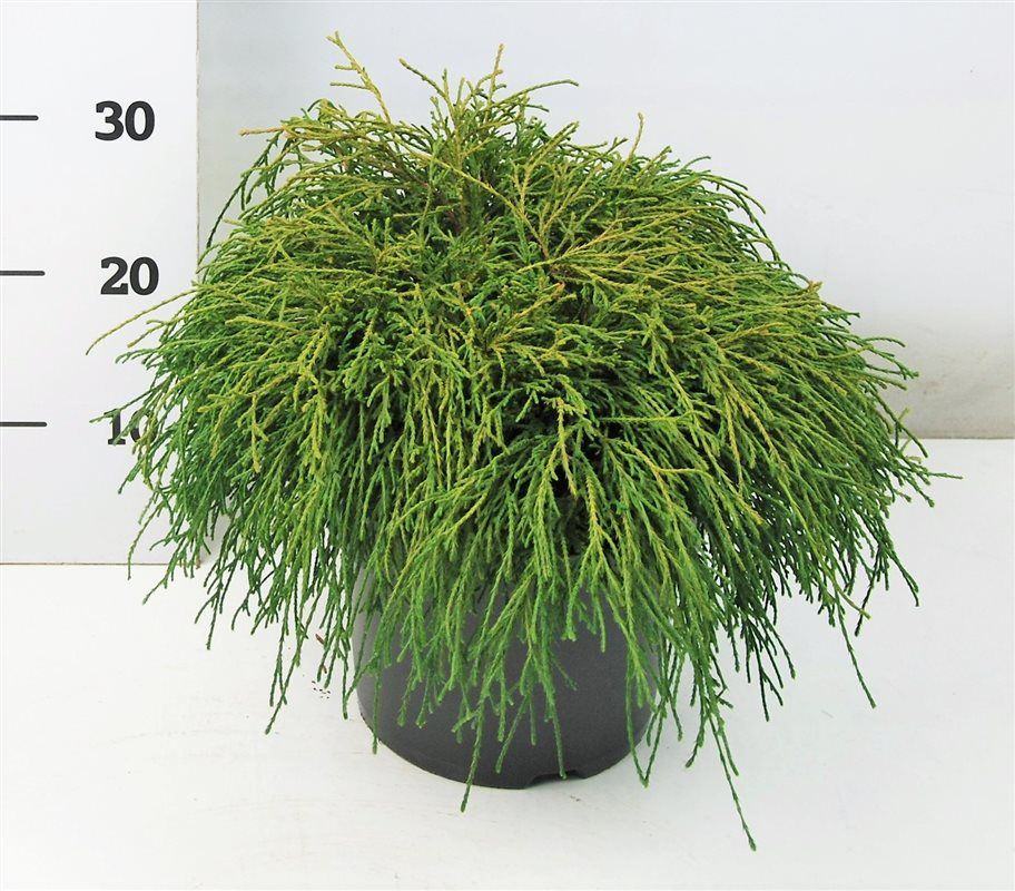 Горшечные цветы и растения оптом Chamaecyparis Pis Filifera Nana от 1шт из Голландии с доставкой по России