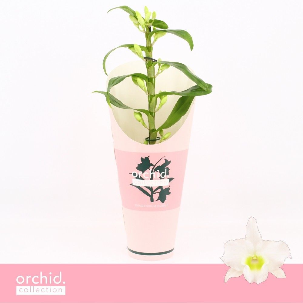 Горшечные цветы и растения оптом Dendr Nob 1st Apollon Compact Orchid от 6шт из Голландии с доставкой по России