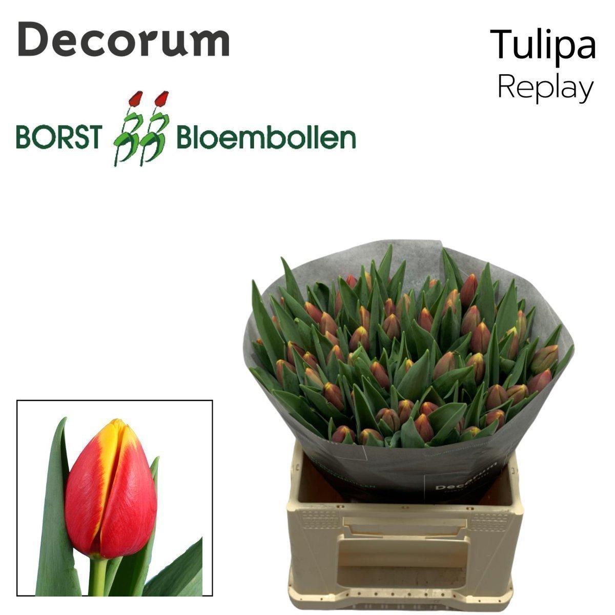 Срезанные цветы оптом Tulipa si replay от 150шт из Голландии с доставкой по России