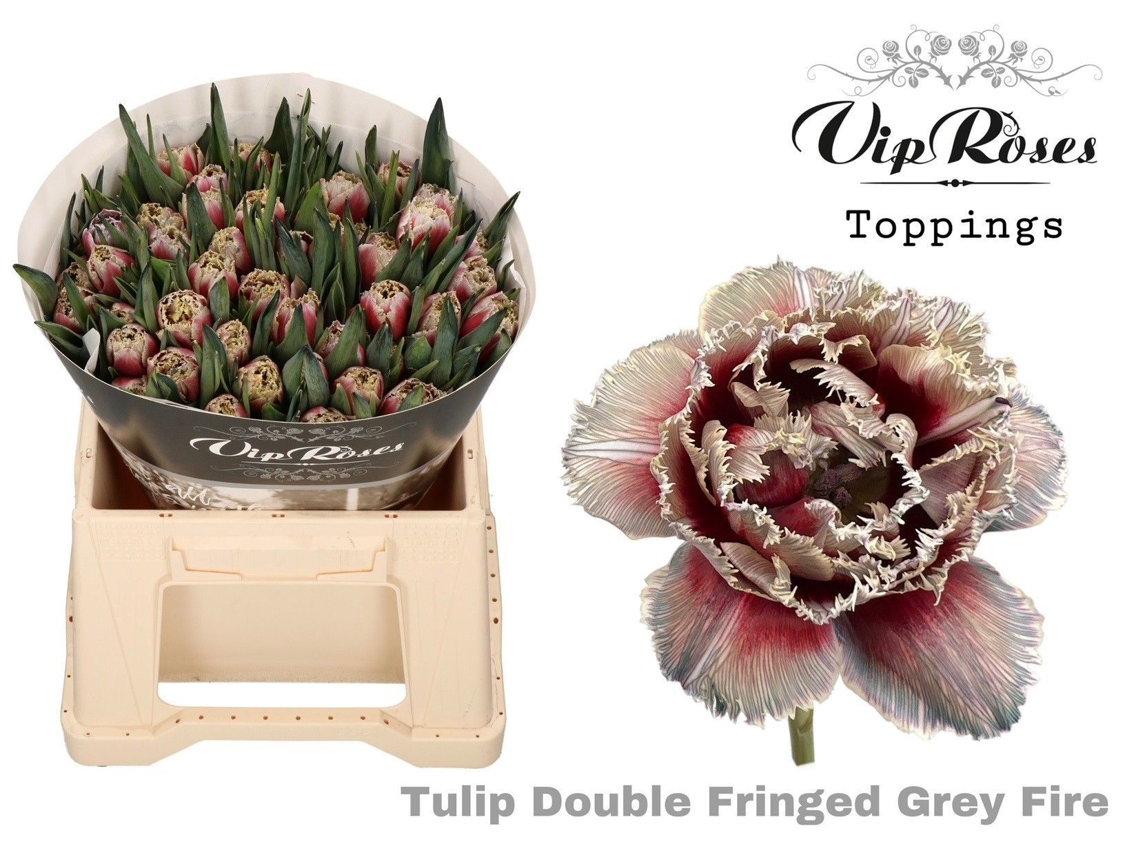 Срезанные цветы оптом Tulipa fr paint grey fire от 50шт из Голландии с доставкой по России