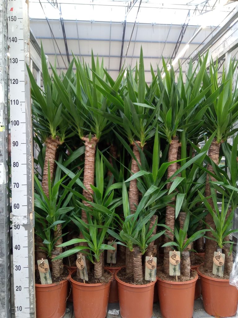 Горшечные цветы и растения оптом Yucca   ... от 1шт из Голландии с доставкой по России