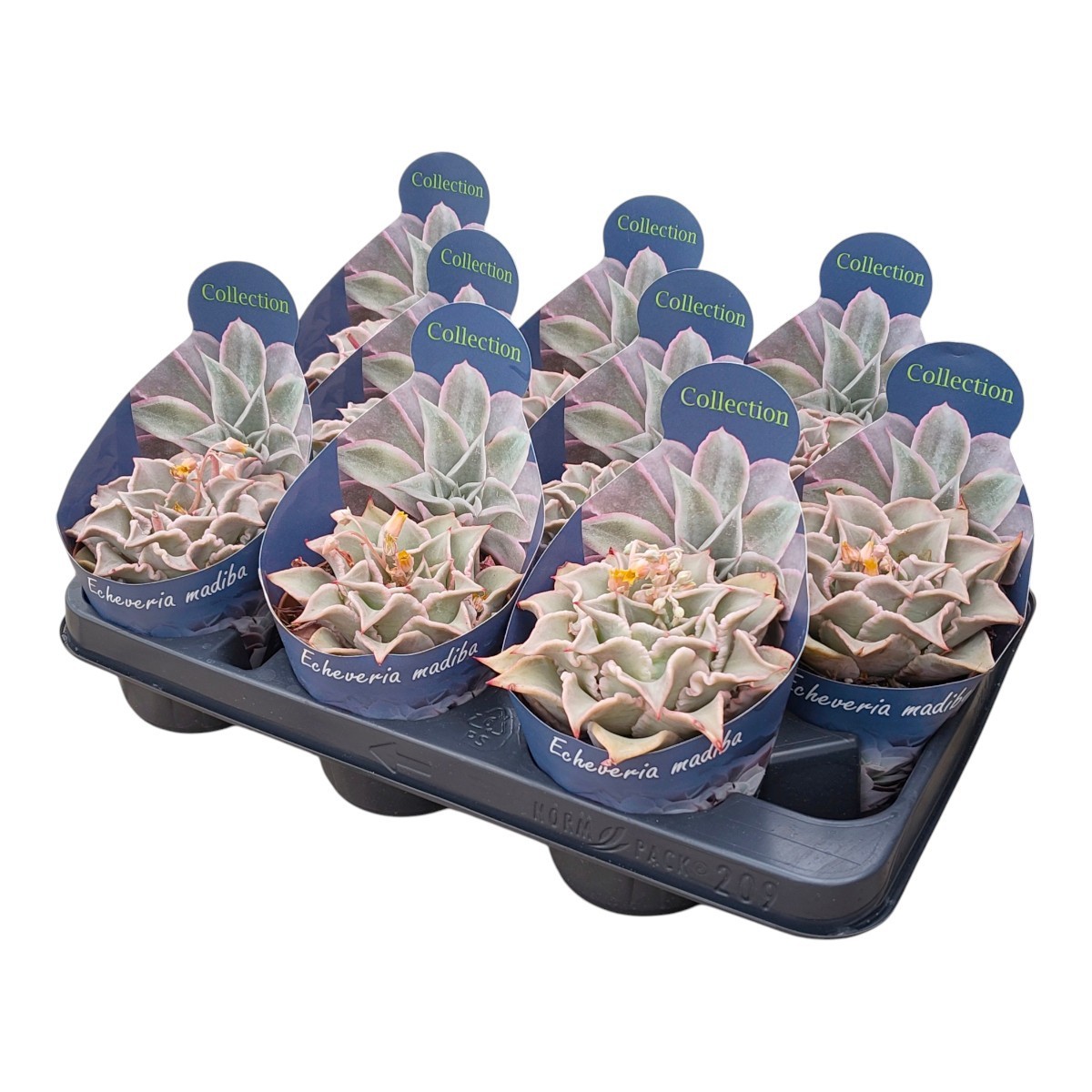 Горшечные цветы и растения оптом Echeveria Madiba Potcover от 9шт из Голландии с доставкой по России