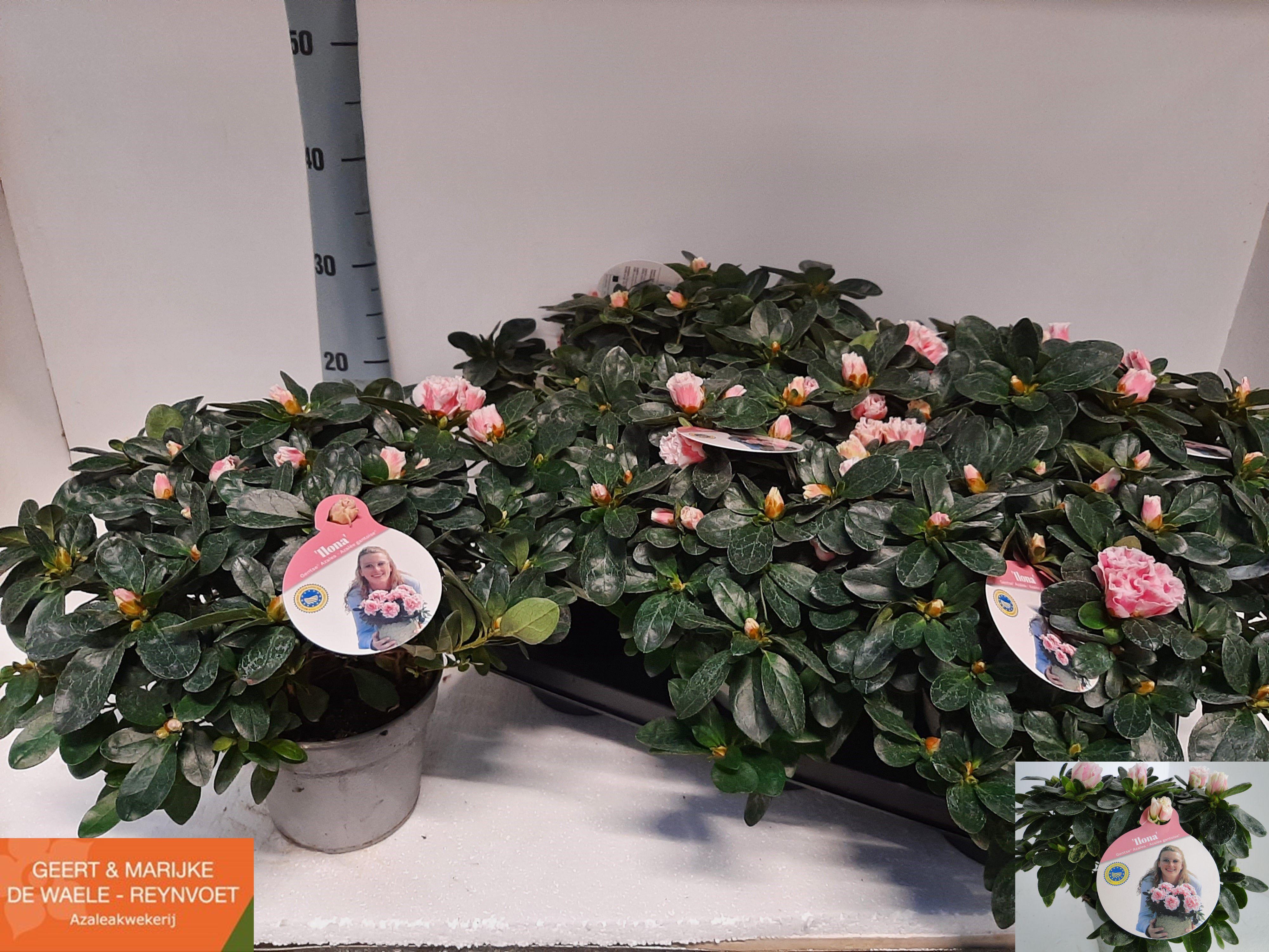 Горшечные цветы и растения оптом Rhodo Si Inga от 6шт из Голландии с доставкой по России