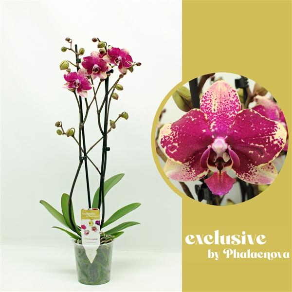 Горшечные цветы и растения оптом Phal 2st Rombley 16+ (phalaenova) от 10шт из Голландии с доставкой по России