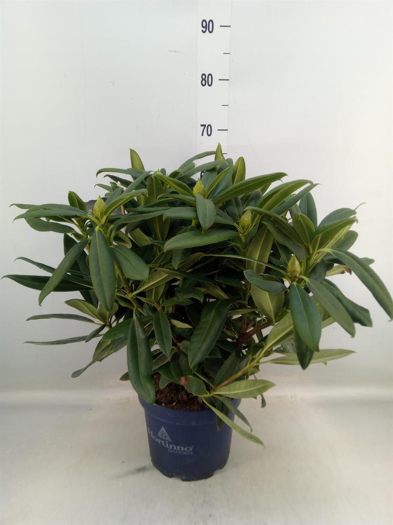 Горшечные цветы и растения оптом Rhododendron Hortinnogarden Red Devil Medium от 1шт из Голландии с доставкой по России